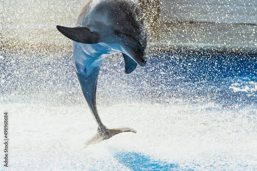 Wallpaper Mural dolphin jumping out of water Torontodigital.ca