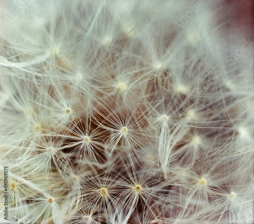 close up of dandelion seeds