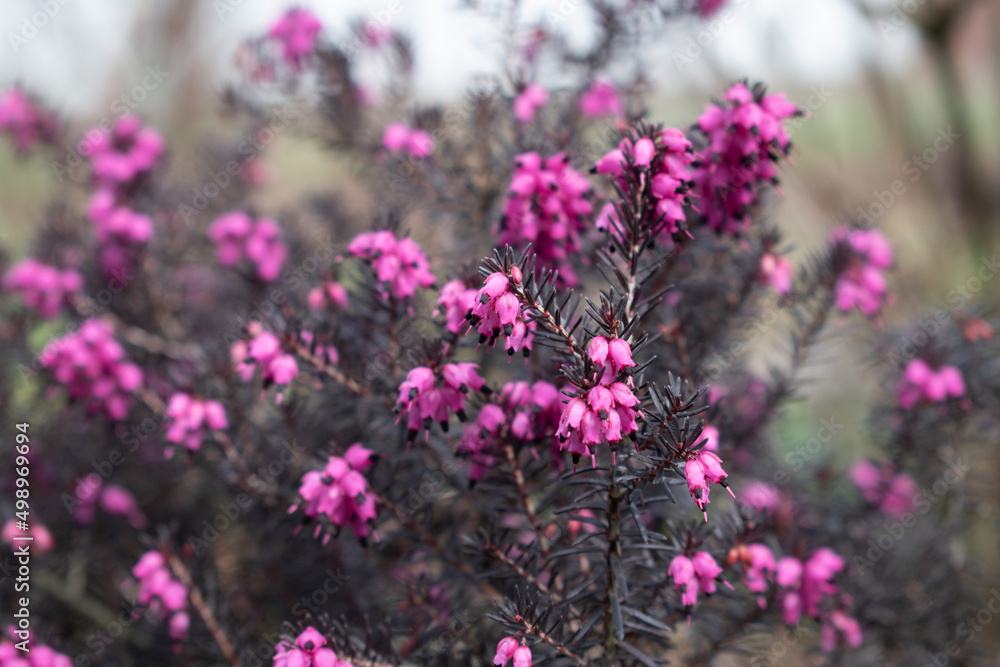 Pink Erica gracilis flowering plant family Ericaceae. Beautiful flower in the garden Pink Erica gracilis flowering plant family Ericaceae. Beautiful flower in the garden
