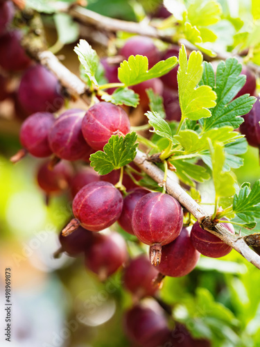 Fotografija Ripe red gooseberries (Ribes uva-crispa) in homemade garden