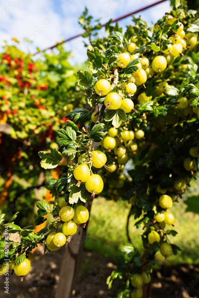 Ripe green gooseberries (Ribes uva-crispa) in homemade garden. Fresh bunch of natural fruit growing on branch on farm. Organic farming, healthy food, BIO viands, back to nature concept. Ripe green gooseberries (Ribes uva-crispa) in homemade garden. Fresh bunch of natural fruit growing on branch on farm. Organic farming, healthy food, BIO viands, back to nature concept.