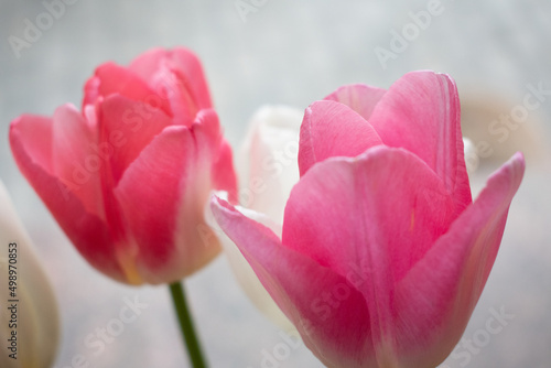 Blooming pink and white tulips. Tulips buds. Tulip backdrop