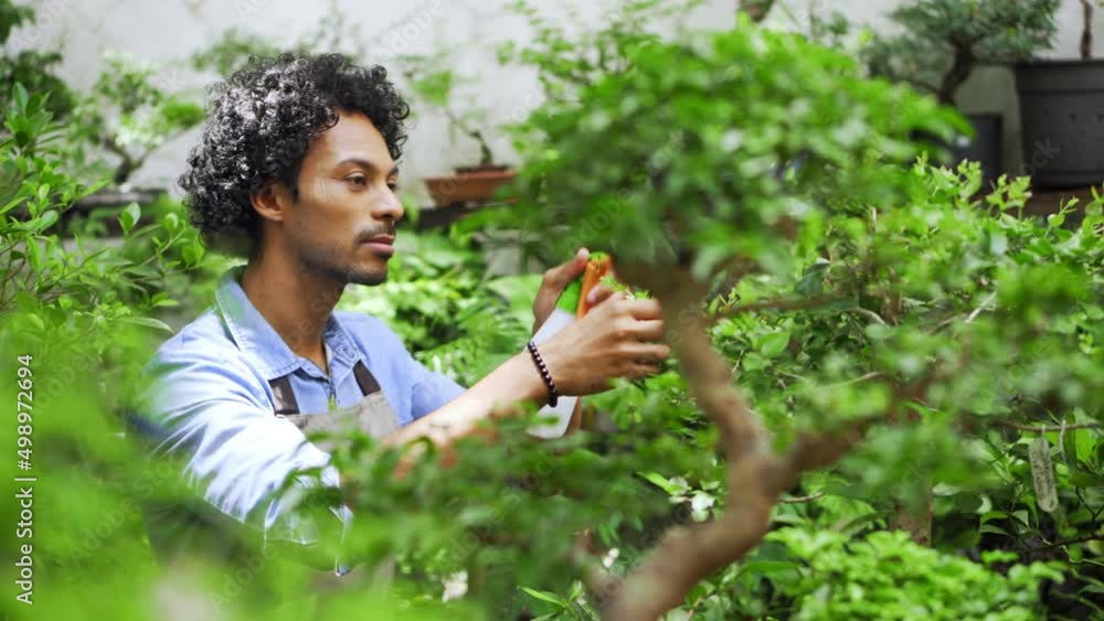 Black man spraying water in bonsai trees and taking care of plants in garden. Black man spraying water in bonsai trees and taking care of plants in garden.