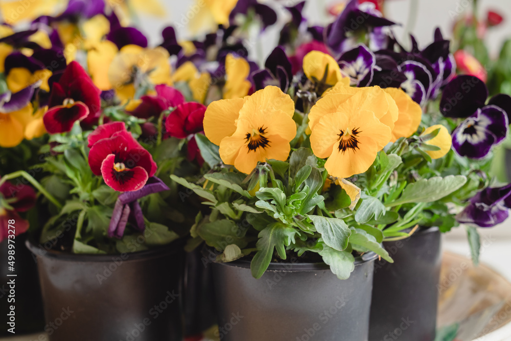 Colored pansy in a pots in a flower market. Spring flower. Yellow, burgundy and purple pansy or viola tricolor.