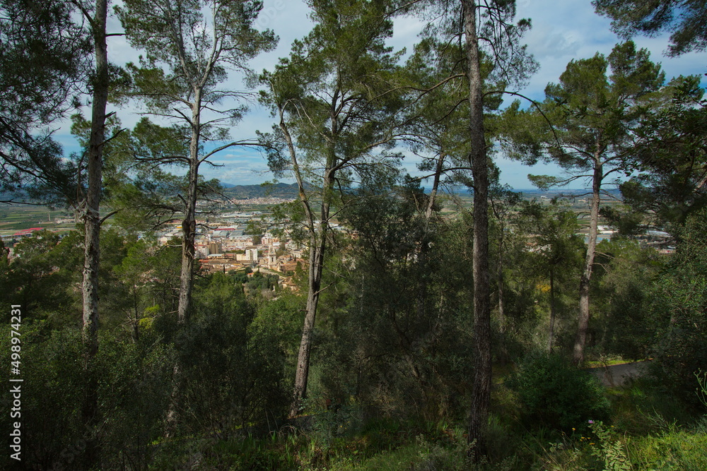 Pine trees over Xativa,Province Valencia,Spain,Europe
Pine trees over Xativa,Province Valencia,Spain,Europe