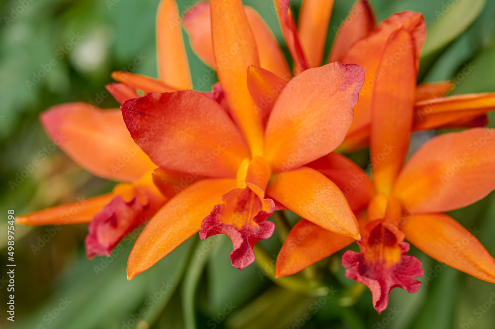 Cattlianthe Trick or Treat Orchid in greenhouse Cattlianthe Trick or Treat Orchid in greenhouse