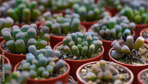 Many small potted succulent plants Fenestraria Aurantiaca (known as babies' toes or window plant) native to Namibia. photo