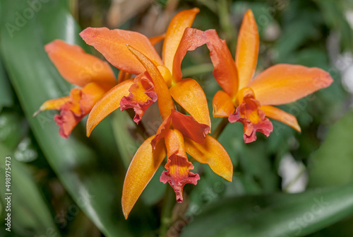 Cattlianthe Trick or Treat Orchid in greenhouse photo