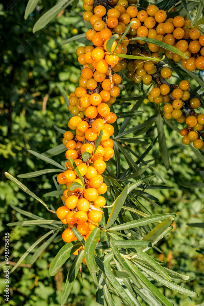 Common Sea Buckthorn (Hippophae rhamnoides) in orchard Common Sea Buckthorn (Hippophae rhamnoides) in orchard