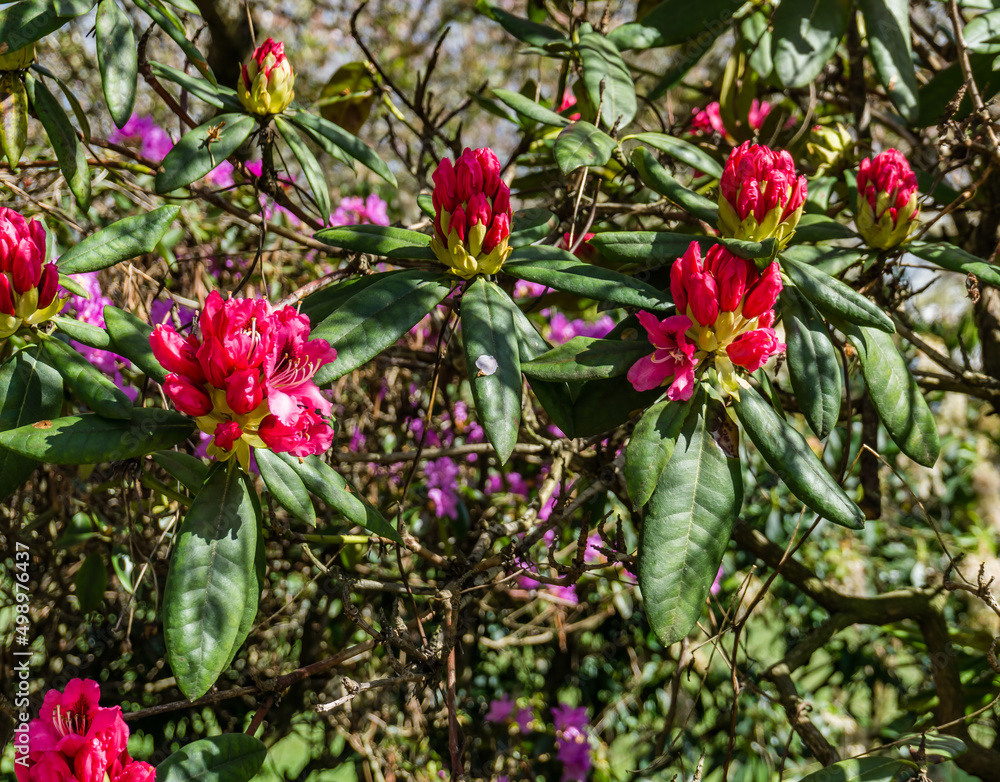 Spring Rhododendron Flowers Macro
