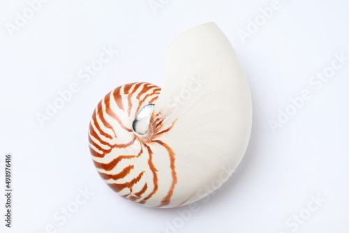 Nautilus shell on white background, top view