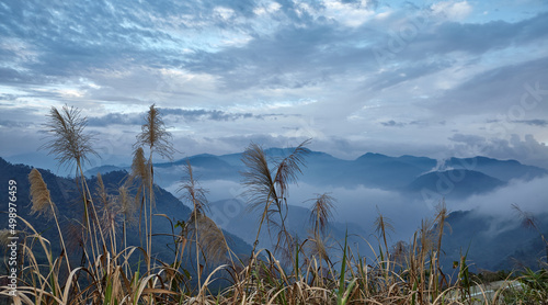 Big cereal herbs on background cloudy sky and mountain n Alishan mountain in Taiwan