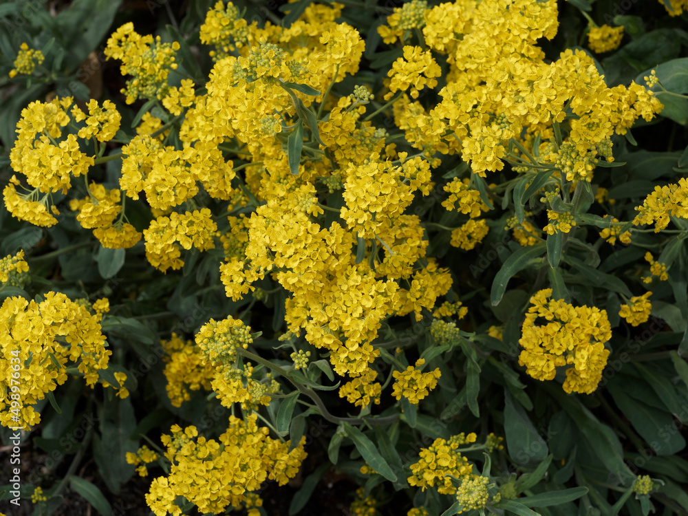 Obraz premium Basket-of-gold or Aurinia saxatilis as a decorative mound of yellow flowers hiding the foliage