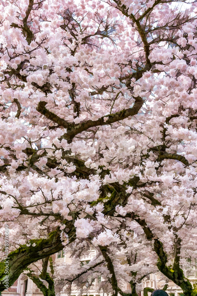 Cherry Blossoms Bursting Background Illustration Cherry Blossoms Bursting Background Illustration