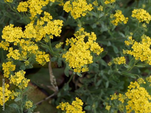 Aurinia saxatilis | Basket-of-gold or goldentuft alyssum forming a mound of bright yellow gold flowers covering and hiding green leaves