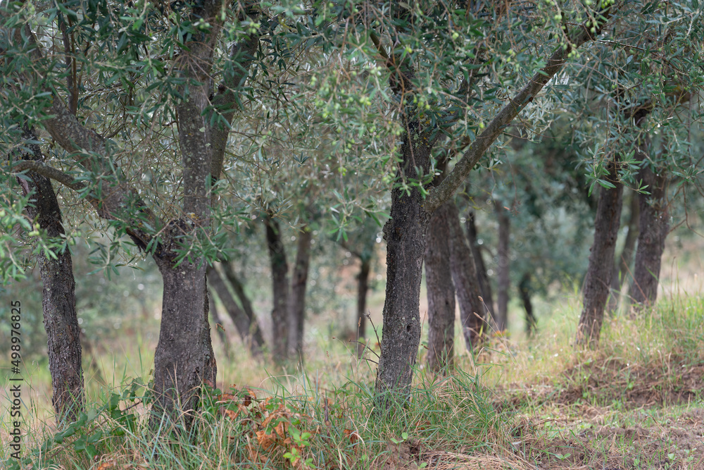 olive plantation landscape of tuscany in end of autumn olive plantation landscape of tuscany in end of autumn