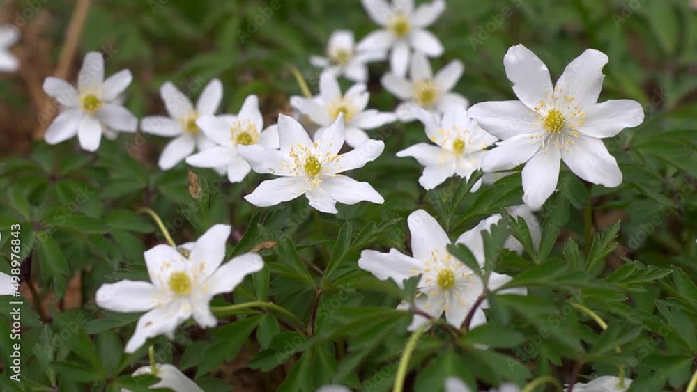Anemone nemorosa. The wood anemone Anemone nemorosa. The wood anemone