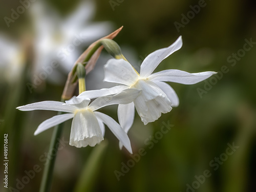 Closeup of flowers Narcissus 'Thalia' in a garden in Spring