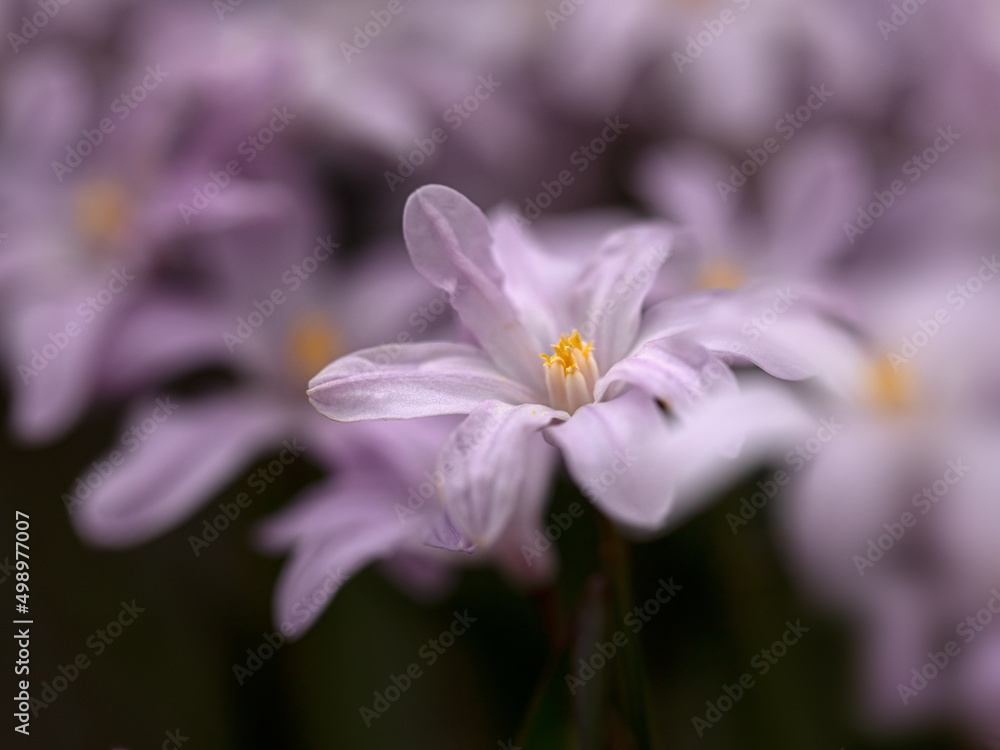 Fototapeta premium Closeup of Scilla luciliae 'Rosy Queen' in a garden in Spring