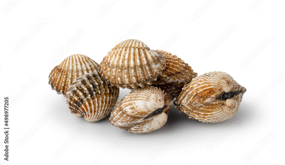 Fresh cockles isolated on white background with Clipping Path. Natural seafood. Fresh cockles isolated on white background with Clipping Path. Natural seafood.