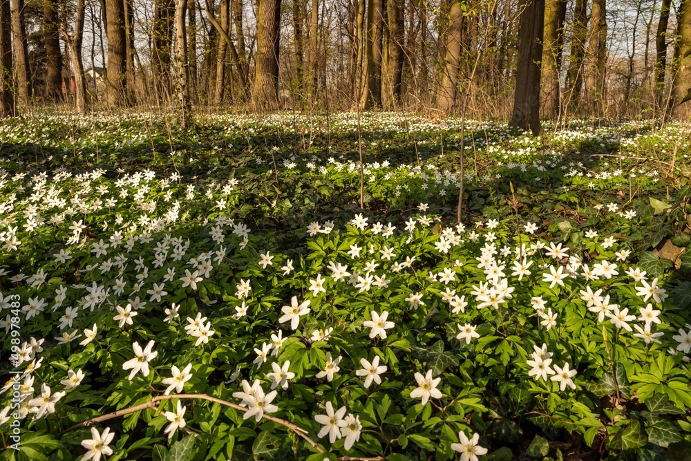 Zawilec gajowy (Anemone nemorosa) biały kwiat kwitnący wiosną w lesie - obrazy, fototapety, plakaty 