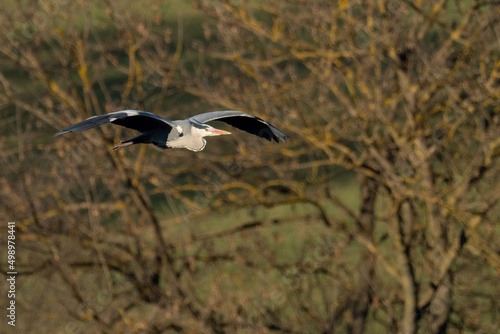 A grey heron (Ardea cinerea) in flight © Arnau