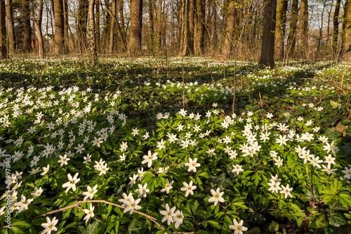 Zawilec gajowy  Anemone nemorosa  bia  y kwiat kwitn  cy wiosn   w lesie