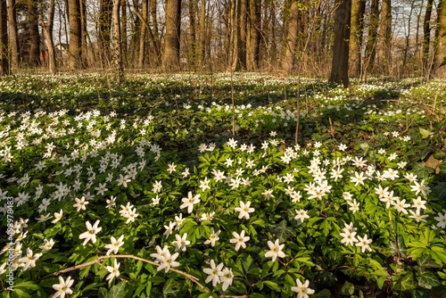 Zawilec gajowy (Anemone nemorosa) biały kwiat kwitnący wiosną w lesie