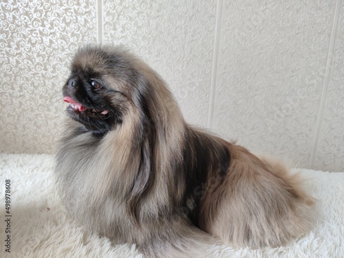 фотографія portrait of a pekingese dog