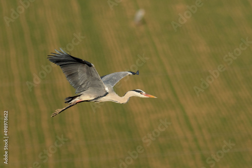 A grey heron (Ardea cinerea) in flight