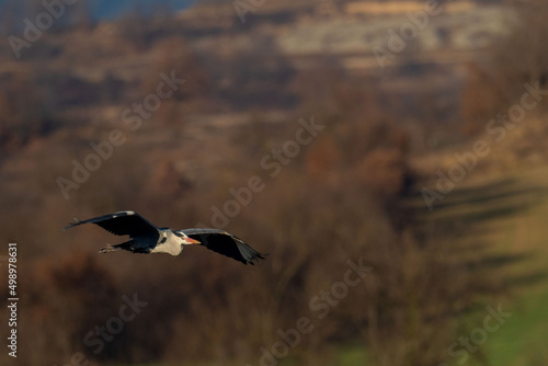 A grey heron  Ardea cinerea  in flight