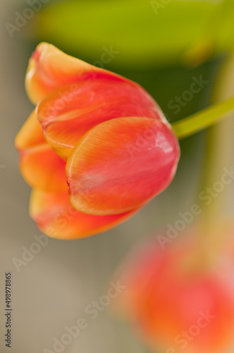 side view  close distance of a single orange tulip bud  beginning to bloom on a sunny  tropical morning 