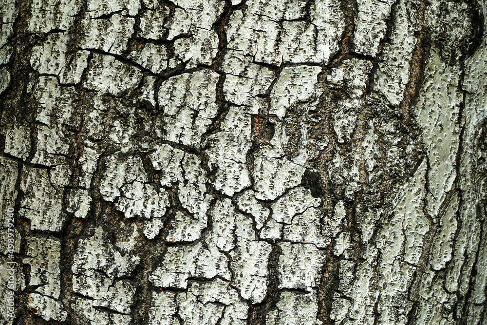 Bark of tree in forest. Closeup stock photography. Bark of tree in forest. Closeup stock photography.