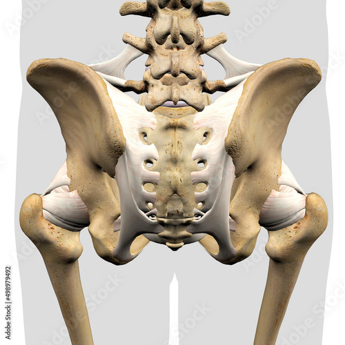 Male Sacroiliac Ligament, Pelvic and Hip Bones Rear View on White photo