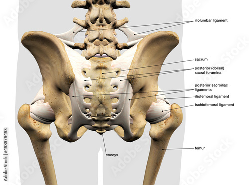 Male Sacroiliac Ligament, Pelvic and Hip Bones, Labeled Rear View on White photo