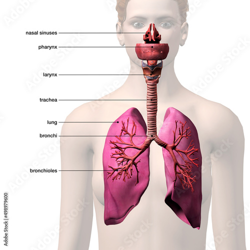 Billede på lærred Female Respiratory System Front View Labeled on White Background