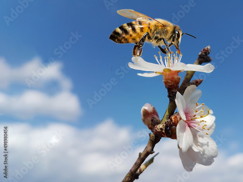 Fototapeta bee honey almond almods tree flower background srping isolated blue sky