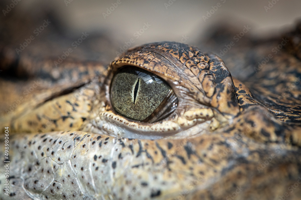 Obraz na plátně Nile Crocodile, Crocodylus niloticus, portrait, open jaws, crocodile farm, South