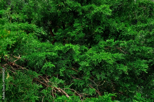 green evergreen tree background