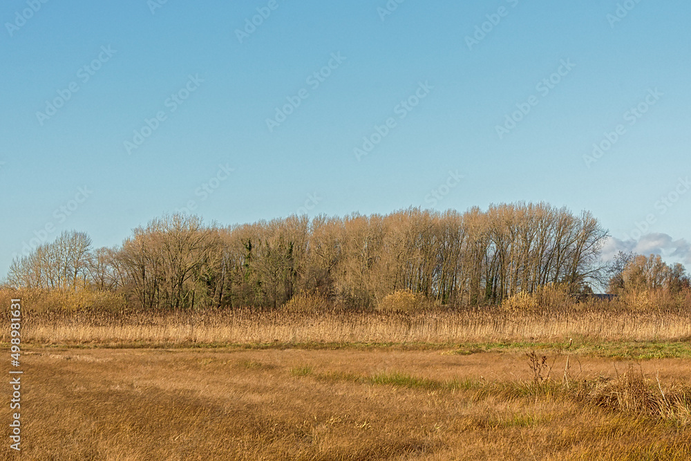 Marshland with golden reed field, meadow and bare trees on a sunny autumn day in bourgoyen nature reserve, Ghent, Flanders, Belgium Marshland with golden reed field, meadow and bare trees on a sunny autumn day in bourgoyen nature reserve, Ghent, Flanders, Belgium