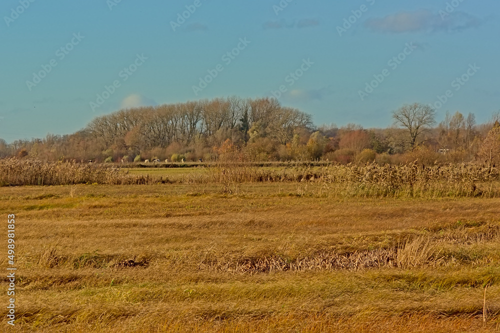 Marshland with golden reed field, meadow and bare trees on a sunny autumn day in bourgoyen nature reserve, Ghent, Flanders, Belgium Marshland with golden reed field, meadow and bare trees on a sunny autumn day in bourgoyen nature reserve, Ghent, Flanders, Belgium