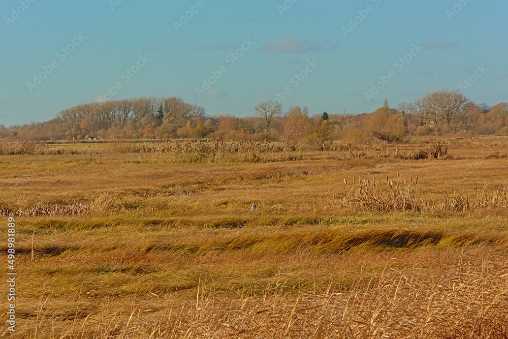 Marshland with golden reed field, meadow and bare trees on a sunny autumn day in bourgoyen nature reserve, Ghent, Flanders, Belgium Marshland with golden reed field, meadow and bare trees on a sunny autumn day in bourgoyen nature reserve, Ghent, Flanders, Belgium