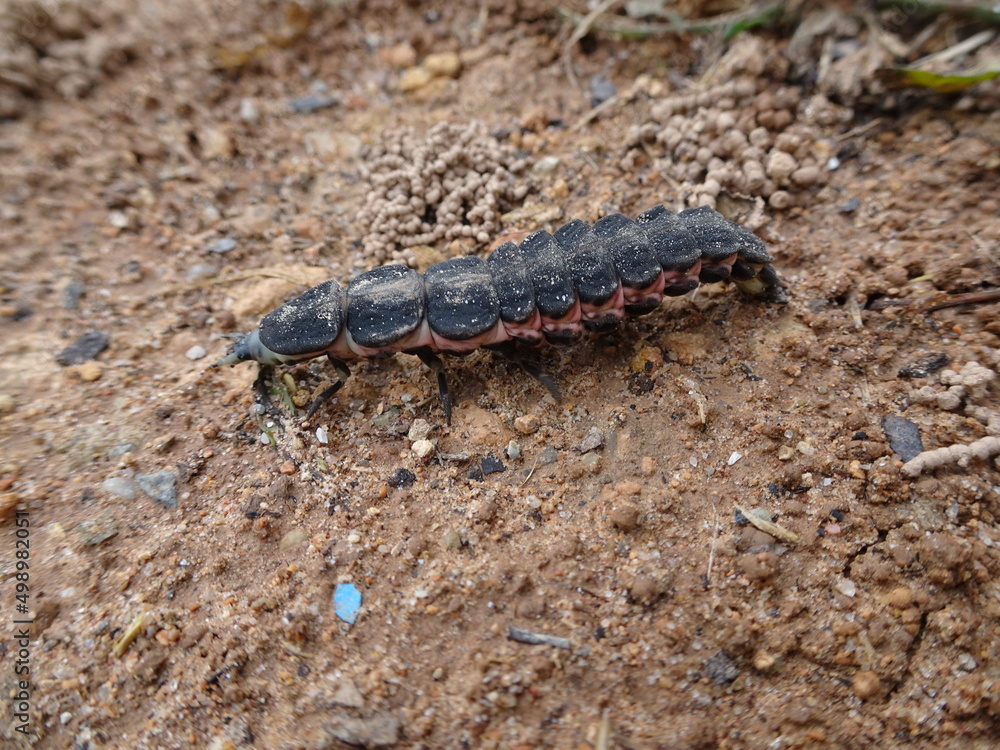 Lampyris Iberica, The Iberian Firefly Lampyris Iberica, The Iberian Firefly