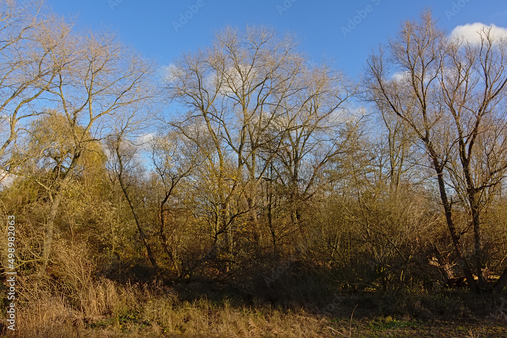 Autumn forest wilderness on a sunny day in Bourgoyen nature reserve, Ghent, Flanders, Belgium 