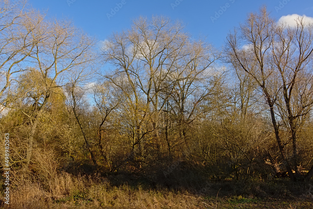 Autumn forest wilderness on a sunny day in Bourgoyen nature reserve, Ghent, Flanders, Belgium Autumn forest wilderness on a sunny day in Bourgoyen nature reserve, Ghent, Flanders, Belgium