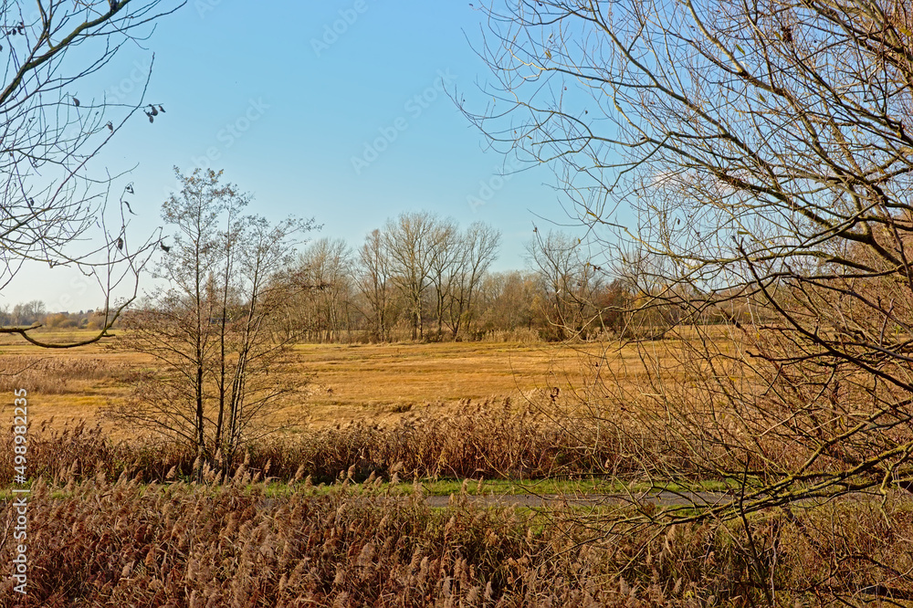 Marshland with golden reed field, meadow and bare trees on a sunny autumn day in bourgoyen nature reserve, Ghent, Flanders, Belgium 