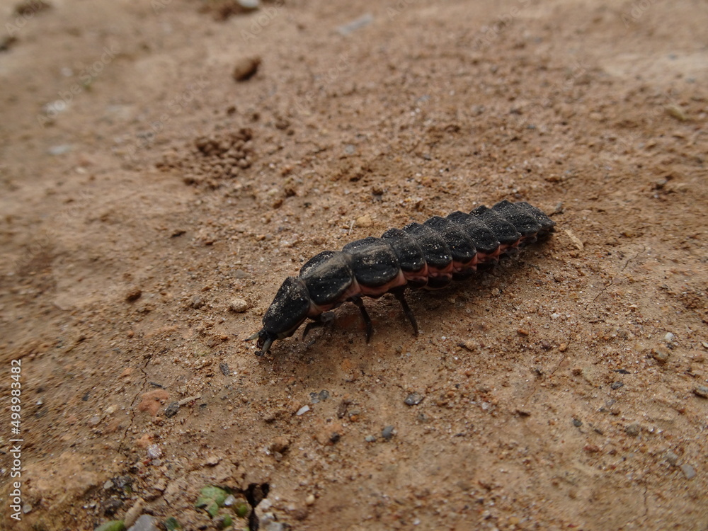 Lampyris Iberica, The Iberian Firefly Lampyris Iberica, The Iberian Firefly