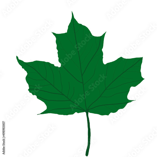 autumn maple leaf illustration. Spring maple. spring leaf