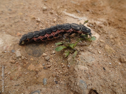 Lampyris Iberica  The Iberian Firefly