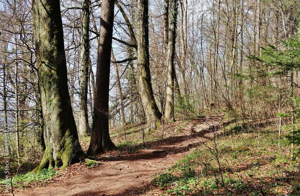 Wandern durch kahlen Laubwald Wandern durch kahlen Laubwald